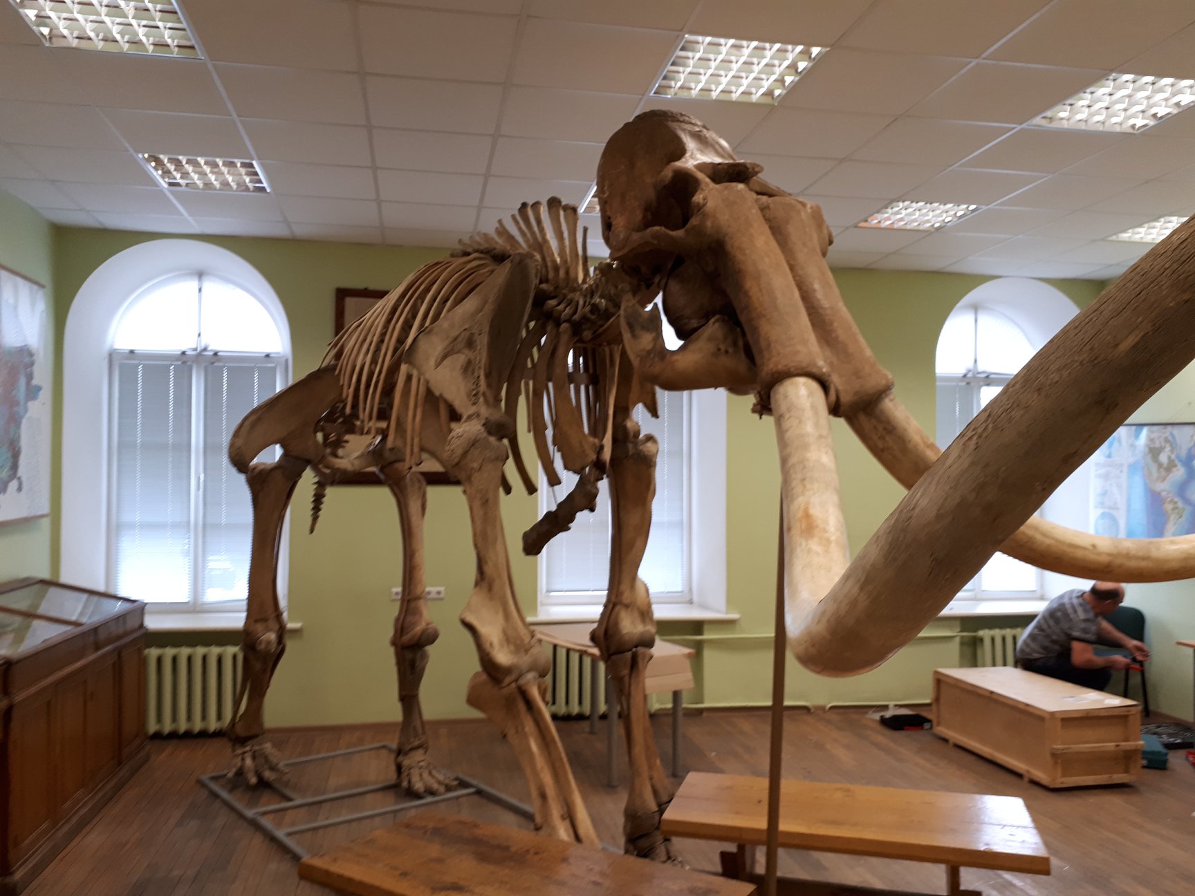 Read more about the article Mūsų katedroje lankosi mamutas!
